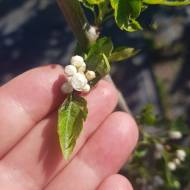 Саженец боярышника Альба Плена в контейнере